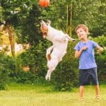 dog jumping with kid