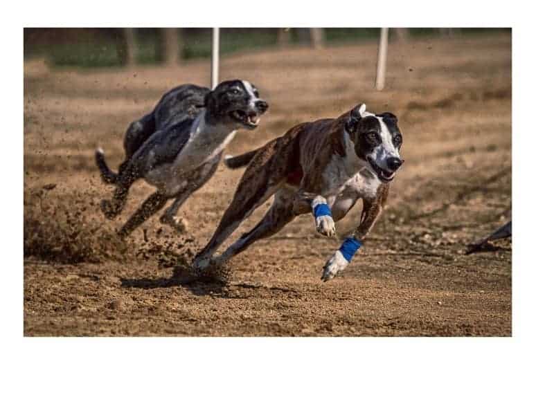 Best Tips On Choosing The Right Sport For Your Dog Dog Care Mentor