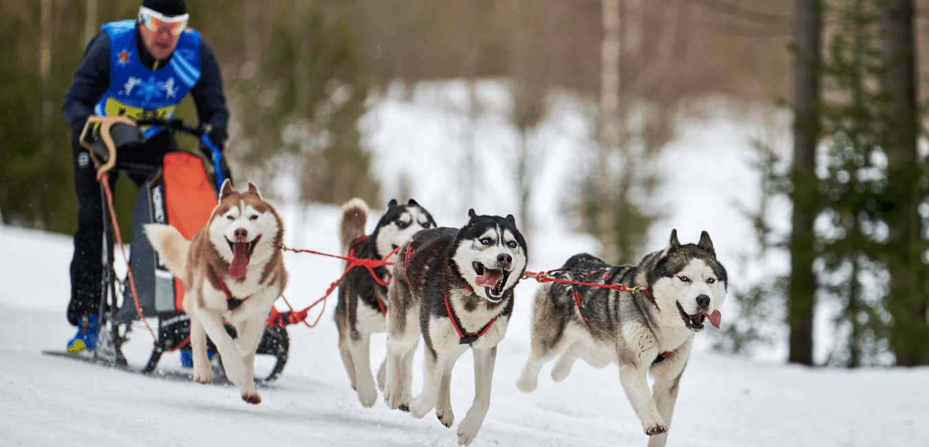 funnwith sled dogs