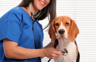 guarding your dog's health