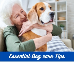 essential dog care