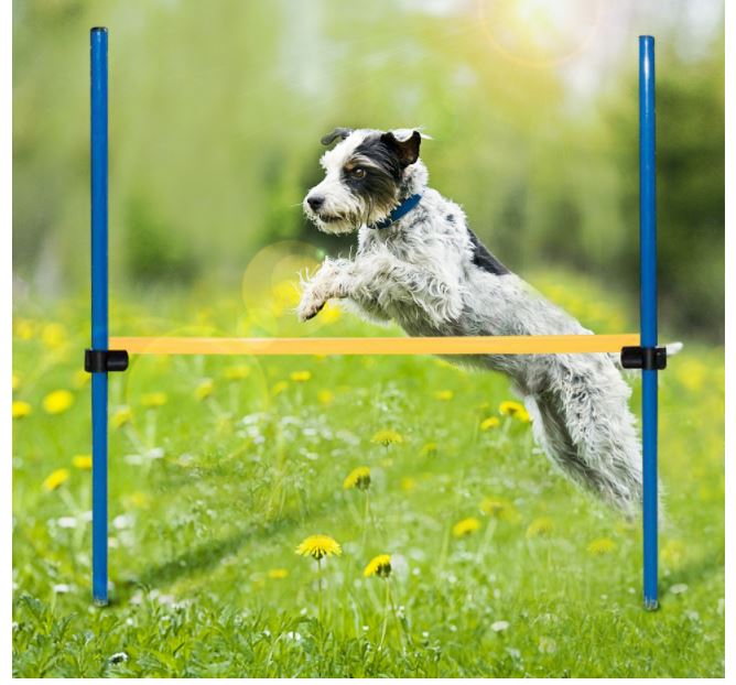 PAWISE Dog Agility Exercise Training Equipment