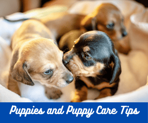 puppies and puppy care tips