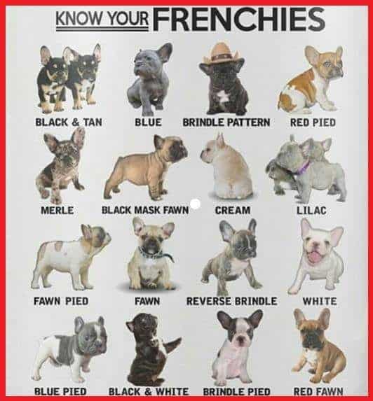 types of pied french bulldogs