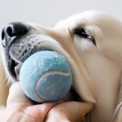 Is Your Dog Bored? Try These Indoor Activities and Watch What Happens