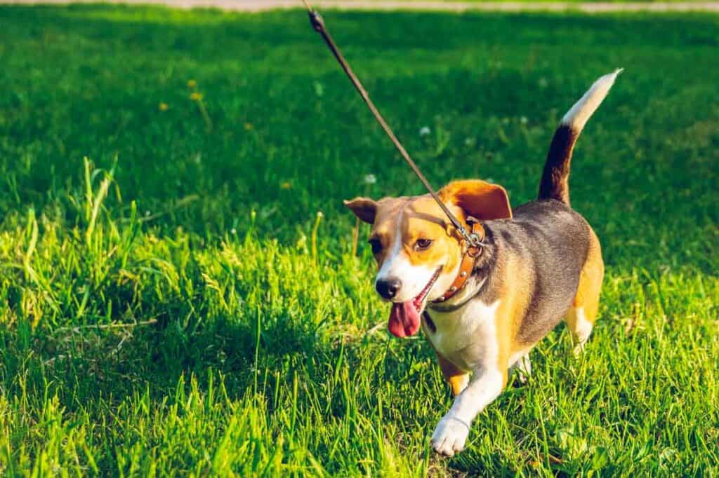 Why Does Your Dog Walk And Poops? Find Out