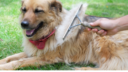 Controlling Your Dog's Shedding