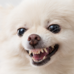managing pomeranian aggression effectively