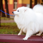 Leash Training Your Pomeranian