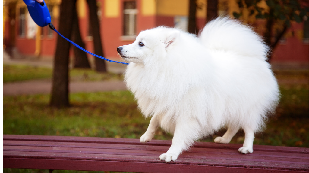 Leash Training Your Pomeranian