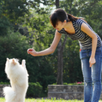 pomeranian show training guide