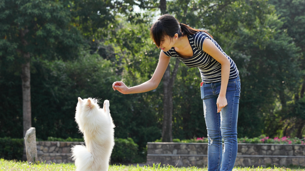 pomeranian show training guide