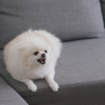 managing pomeranian barking secrets