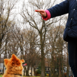 Teaching Your Pomeranian to Stay