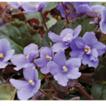 are african violets toxic to dogs