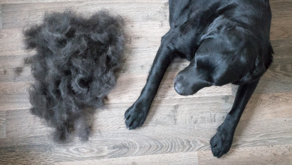 dog shedding amount