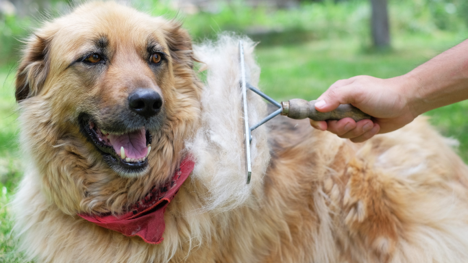 how to control shedding in dogs