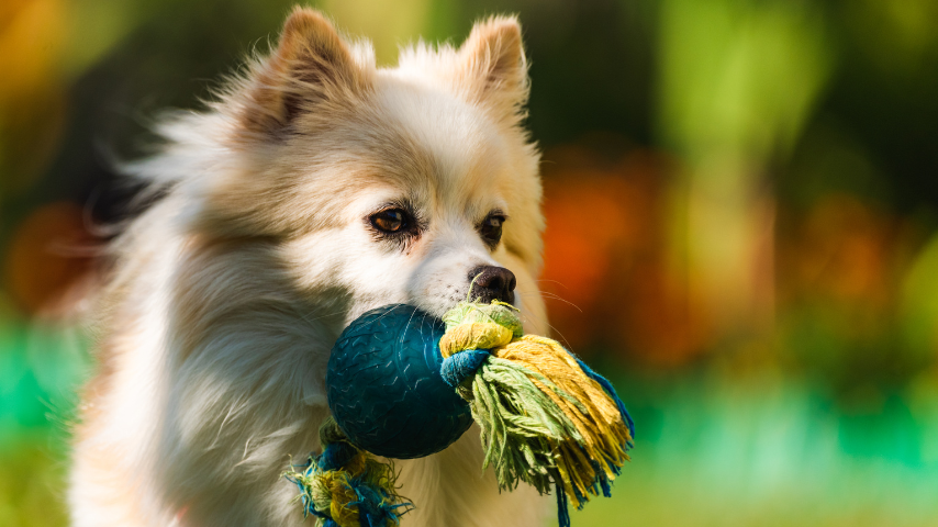 pomeranian s playful fetch mastery