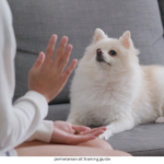 pomeranian sit training guide