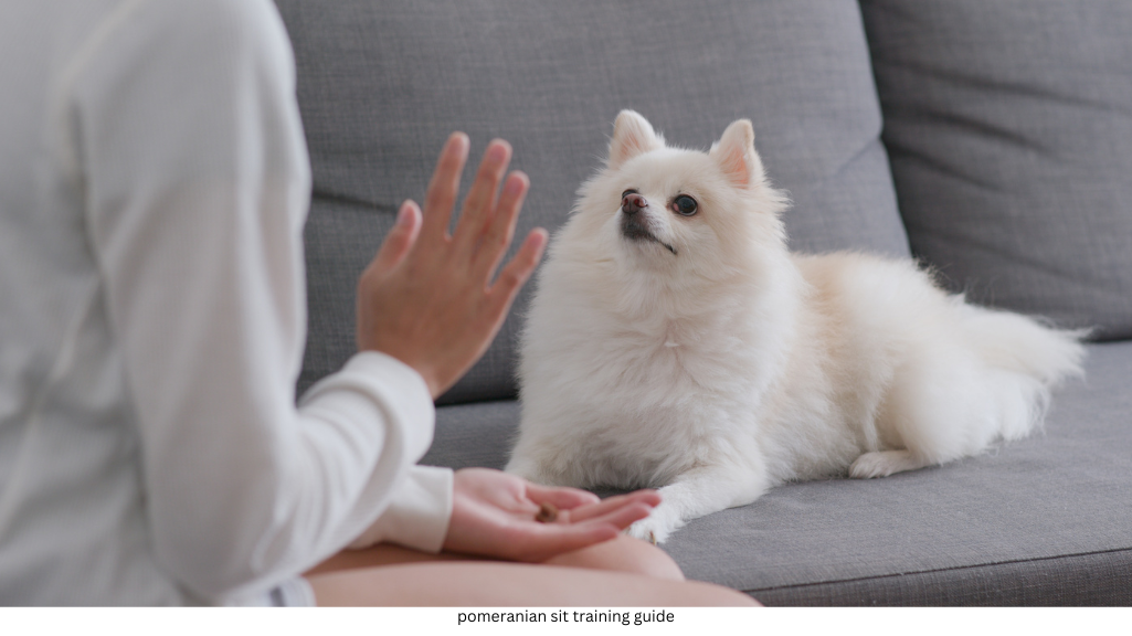 pomeranian sit training guide