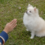 pomeranian training guide unleashed