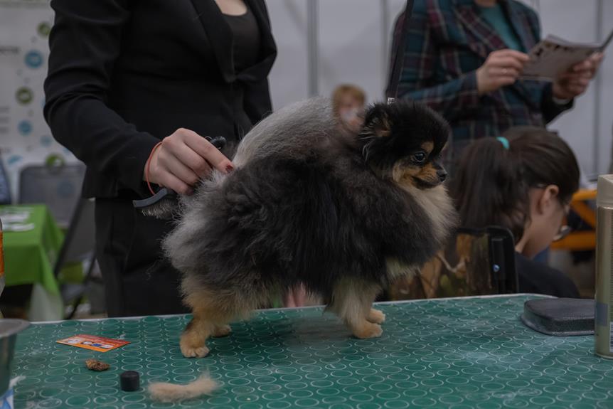 pomeranian grooming made easy