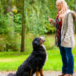 Dog Training Tips for Beginners