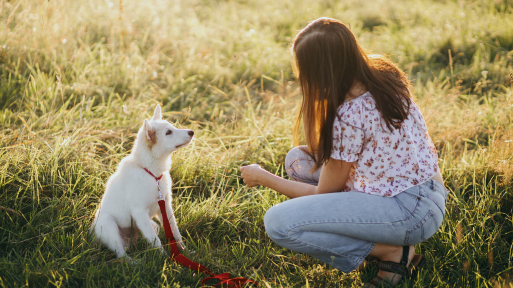 What Age Should You Begin Training a New Puppy?