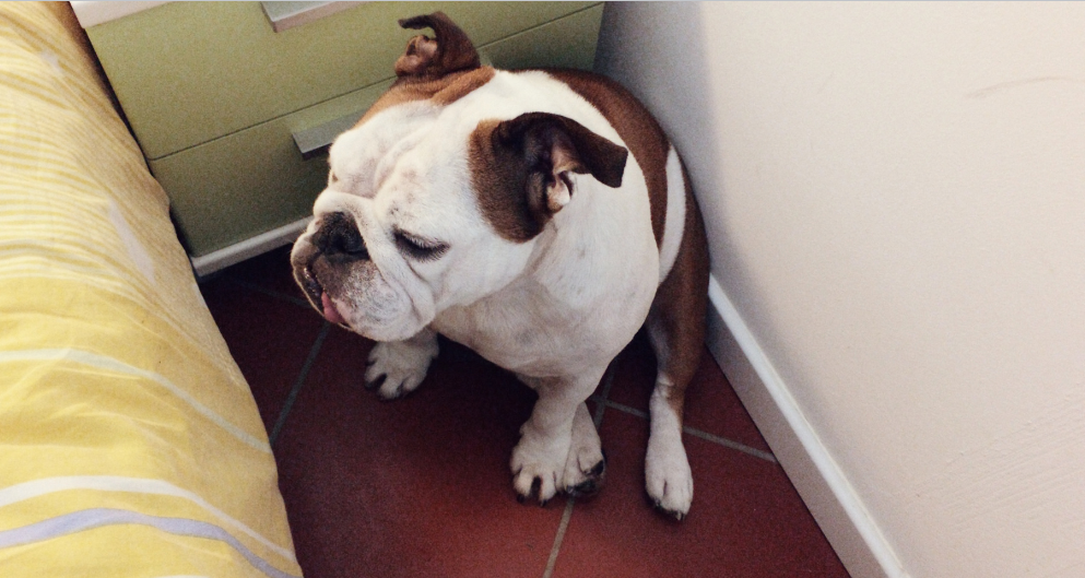 how to potty train a bulldog