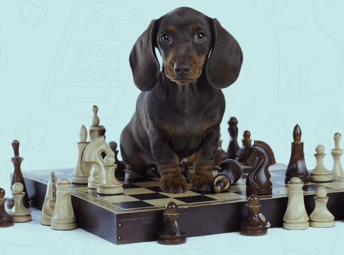 brain training for dogs